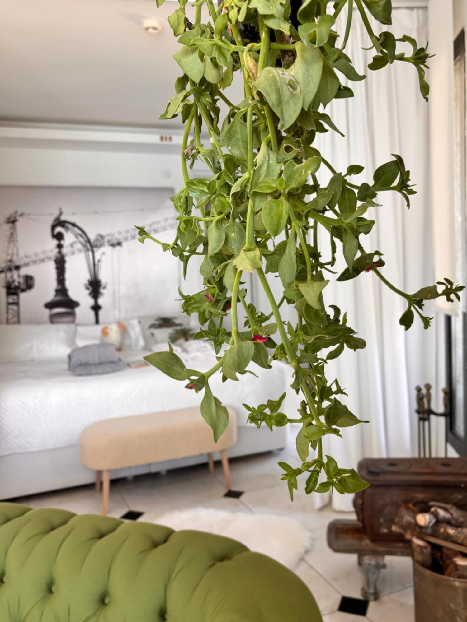 Sato Design Hotel (Adults Only) Çeşme Quarto foto